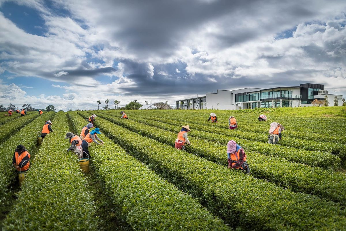 New Zealand grows its own organic tea. You've probably never tasted it.
