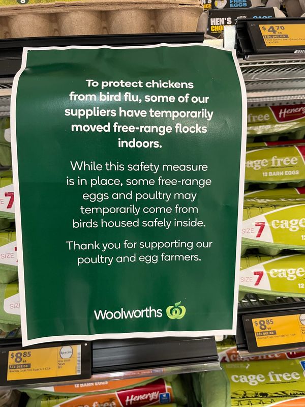 Your Free-Range Eggs Are From Hens That Haven't Been Outside