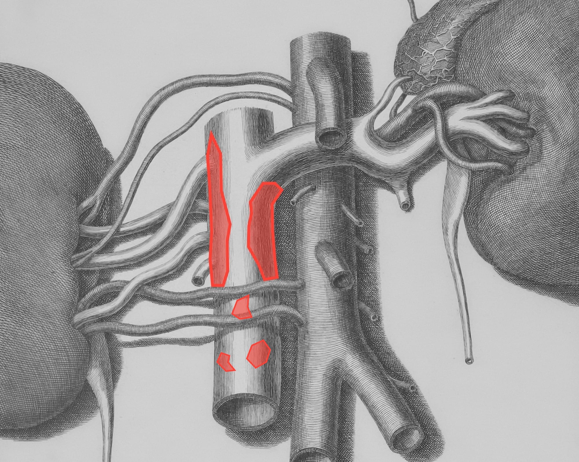 a pencil drawing of a human organ
