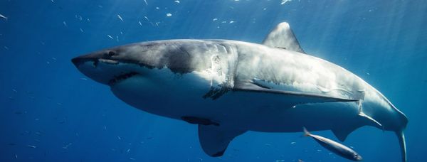 Top 5 Shark Cage Diving Locations