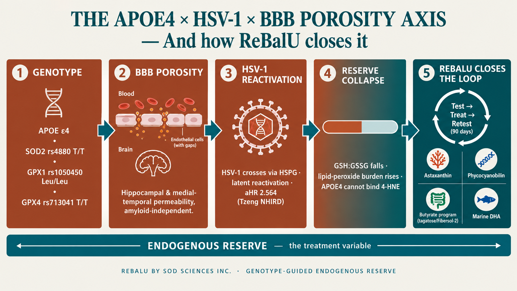 rebalu_apoe4_hsv1_axis.png