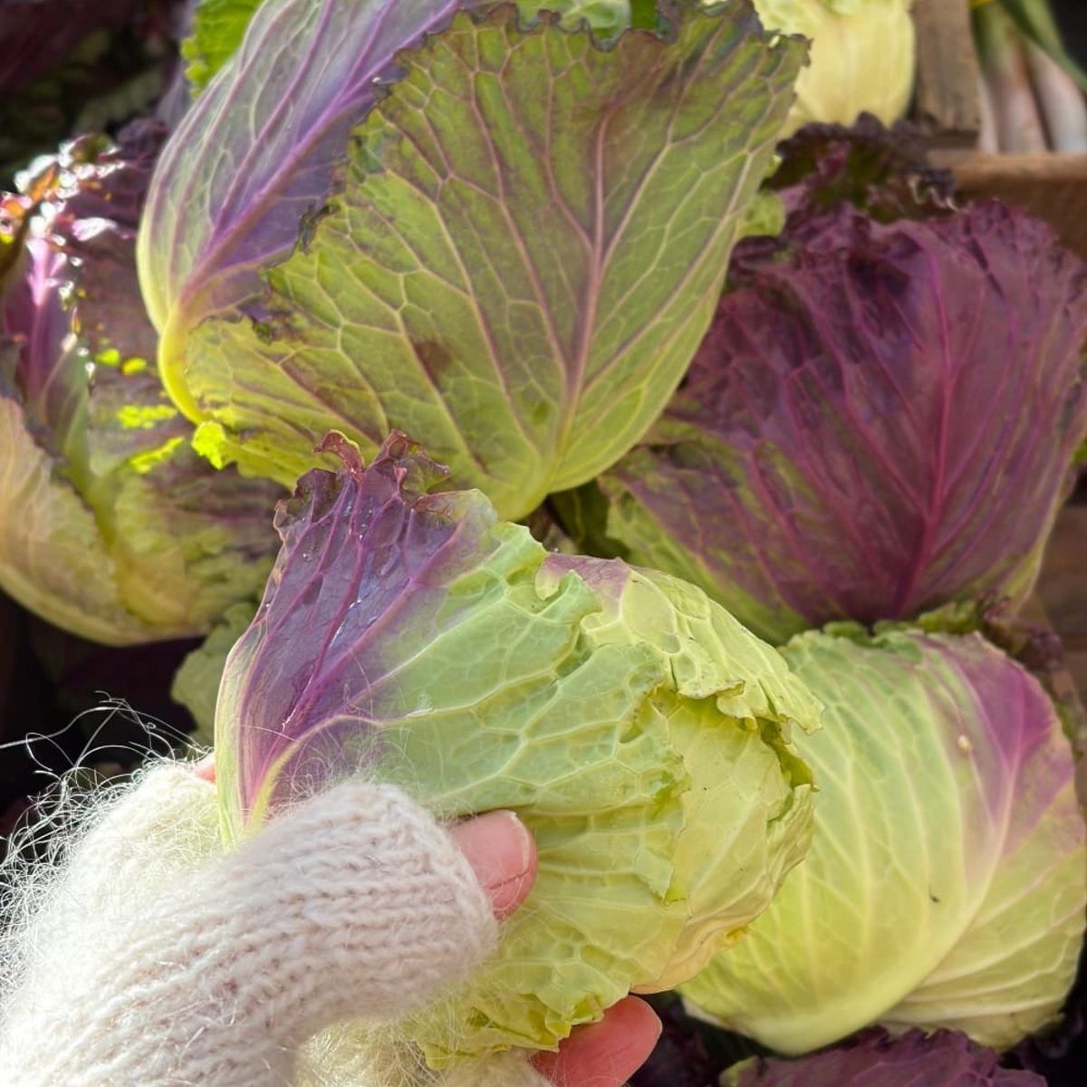 I believe in the food SOURCE