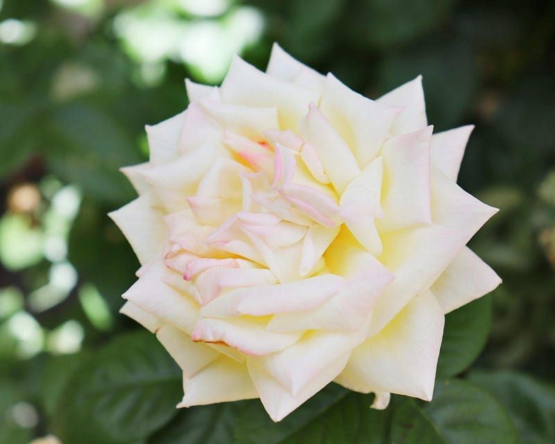 pruning means bigger and better blooms