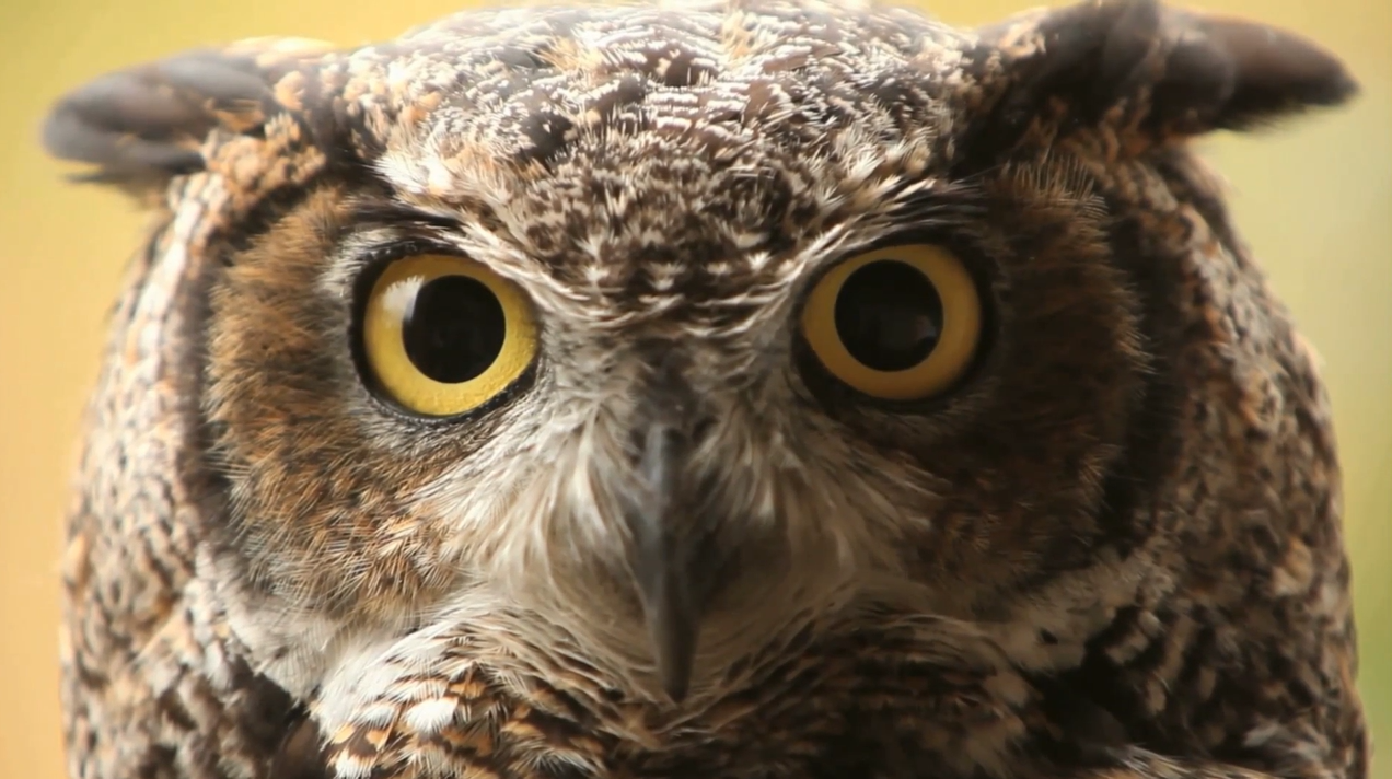 Smarter Supply Chains Start Here: The Owl Intelligent Control Tower