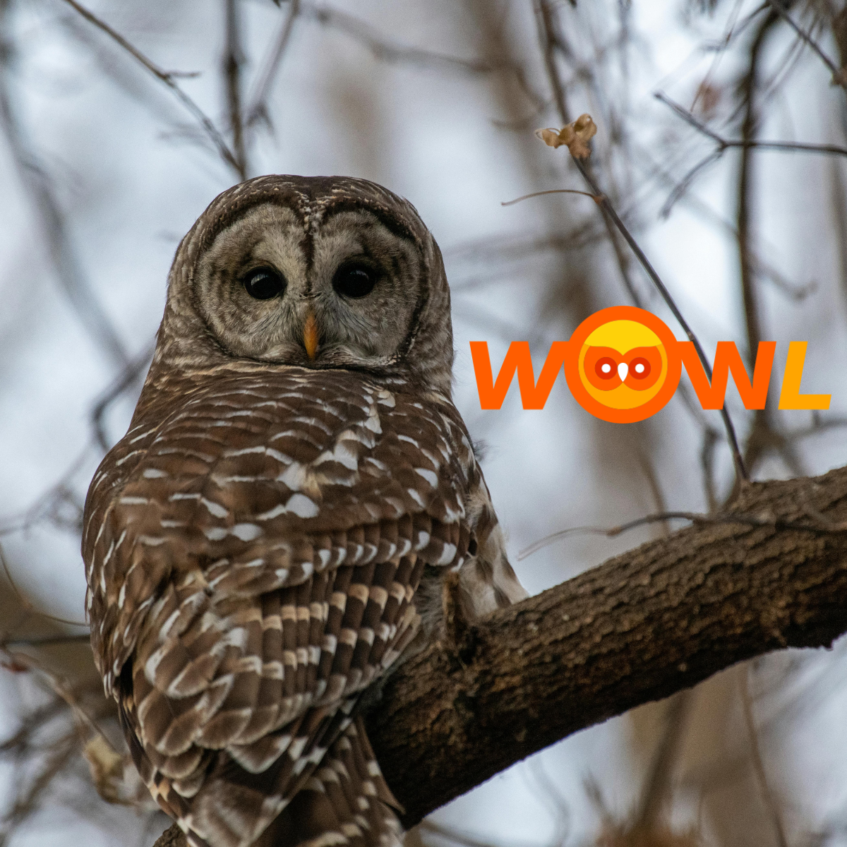 See Like an Owl: Why Early Visibility Is the New Advantage in Supply Chain Management