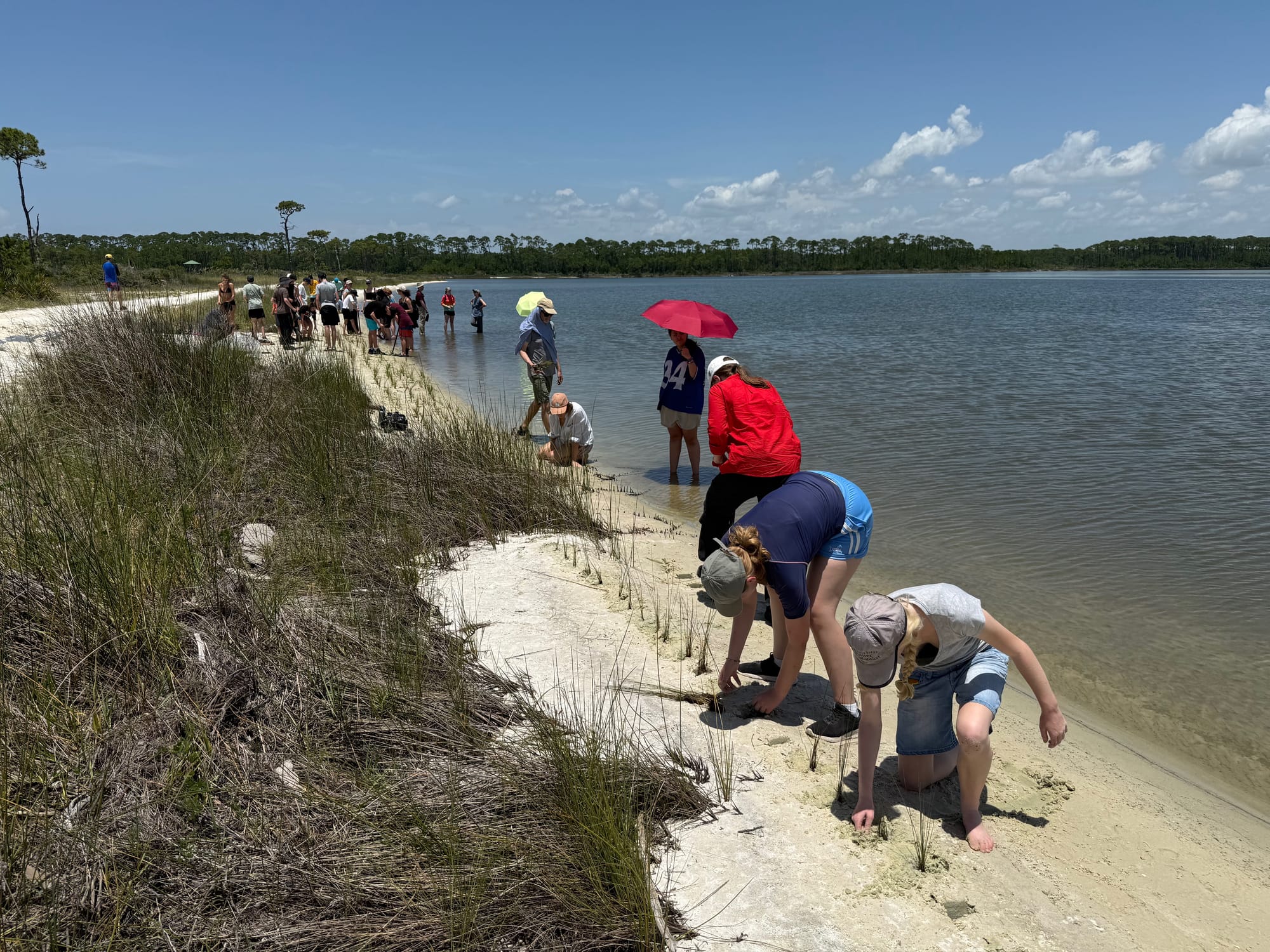 people planting on a coast