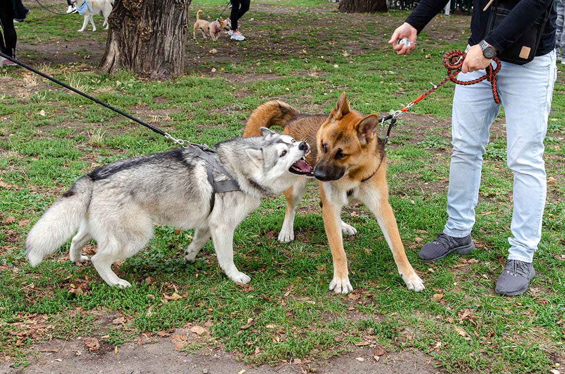 A husky and a German shepherd mix have a toothsome exchange during a pack walk