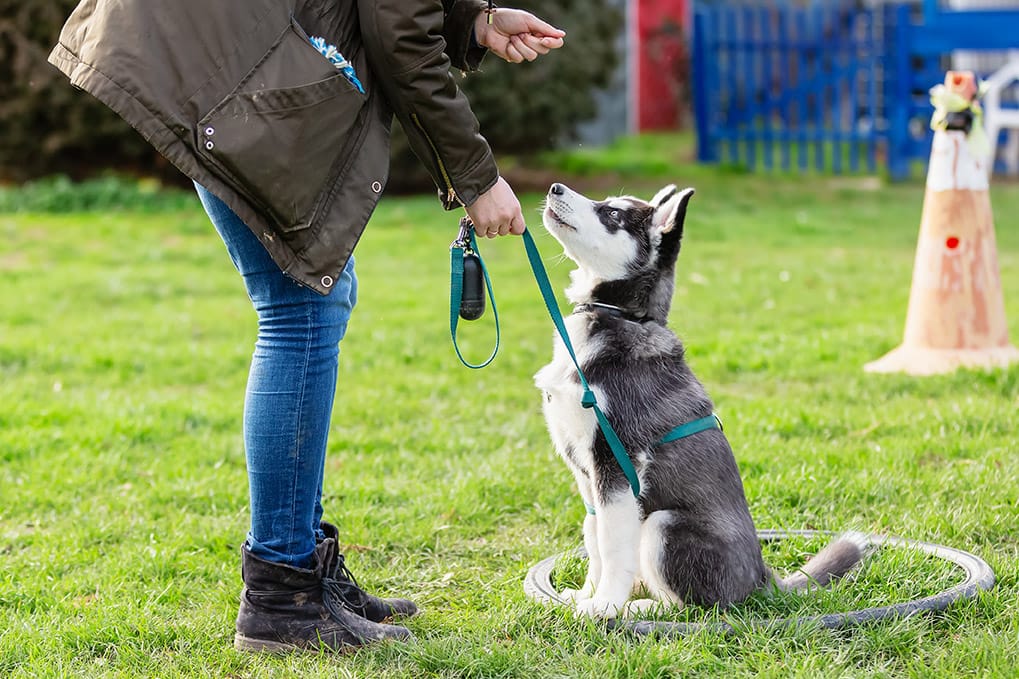 Dog trainer working with a husky puppy on leash, showing the skill-building side of dog training before behavior consulting.
