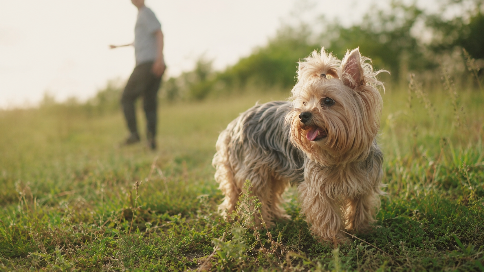 Small terrier standing in grass while a person calls from the background during off-leash practice.