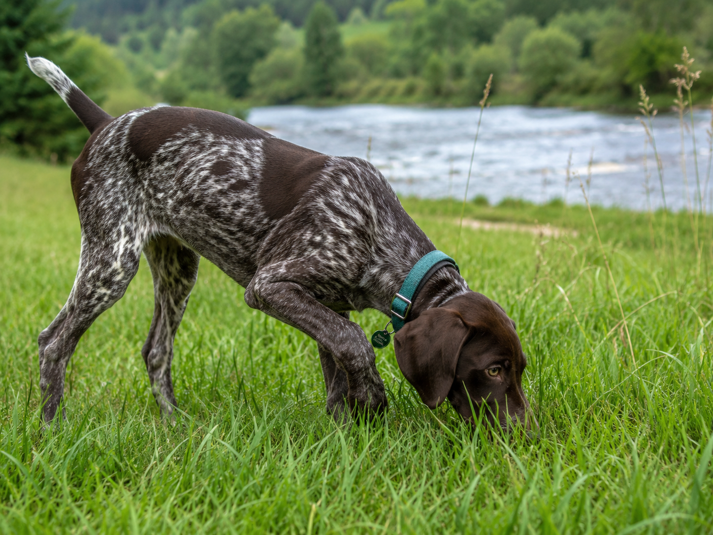 Adolescent German Shorthaired Pointer wearing a teal collar and sniffing tall grass near a river.