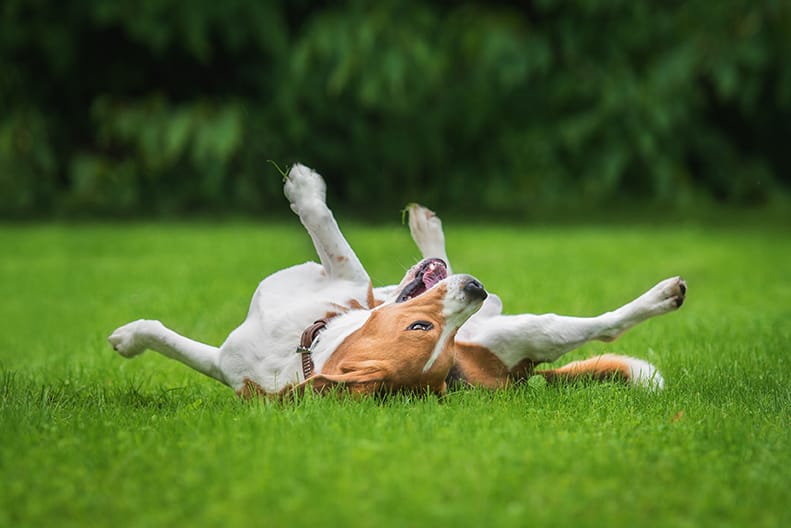 Beagle rolling on its back in the grass during outdoor time.
