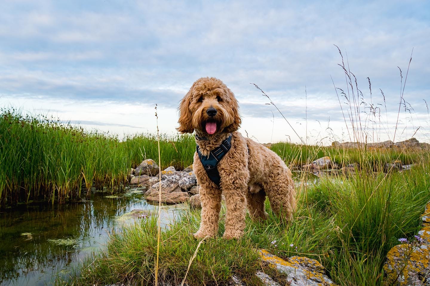 Goldendoodle in a harness standing beside a marshy pond with tall grass and rocks under a cloudy sky.