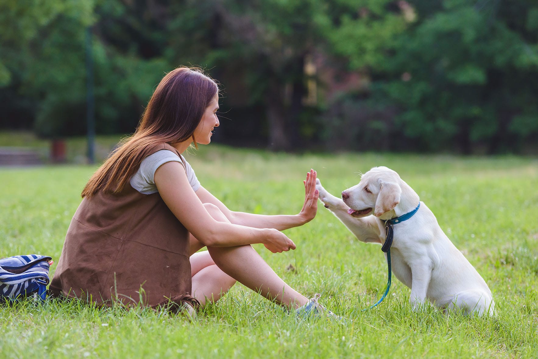 Woman sitting in the grass training a young dog to touch her hand with its paw.