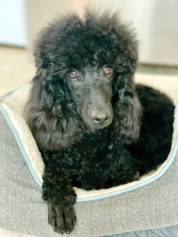 Black poodle puppy resting in a soft bed during a quiet puppy routine at home.