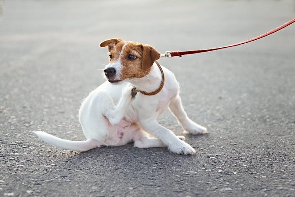 Jack Russell terrier sitting on a leash and scratching during a walk.