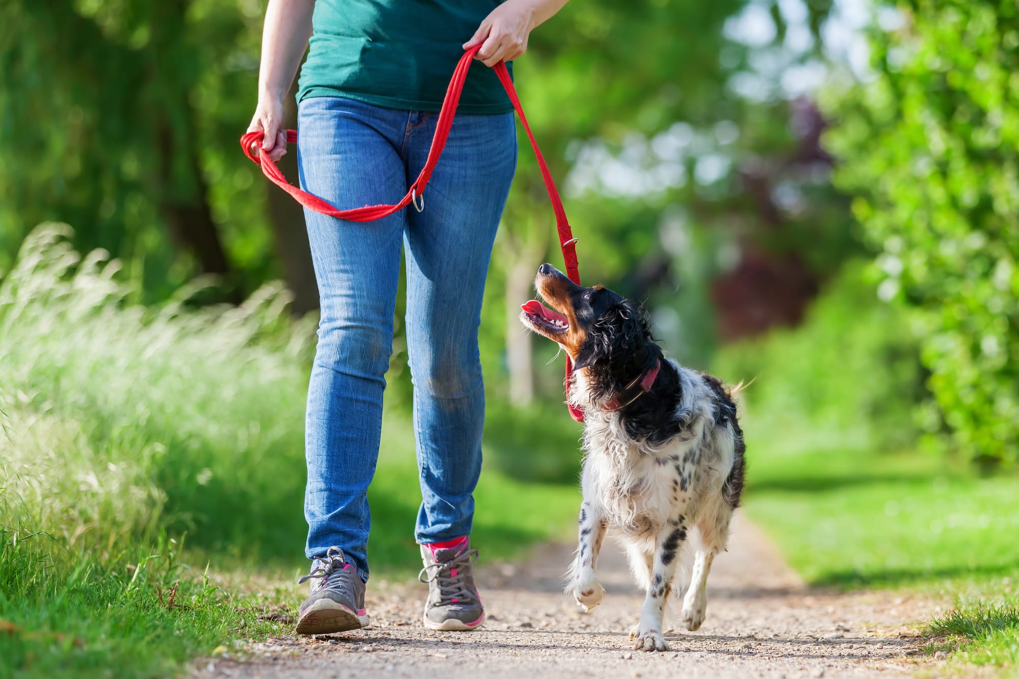 Dog walking on leash beside a handler and looking up attentively during an outdoor training walk.