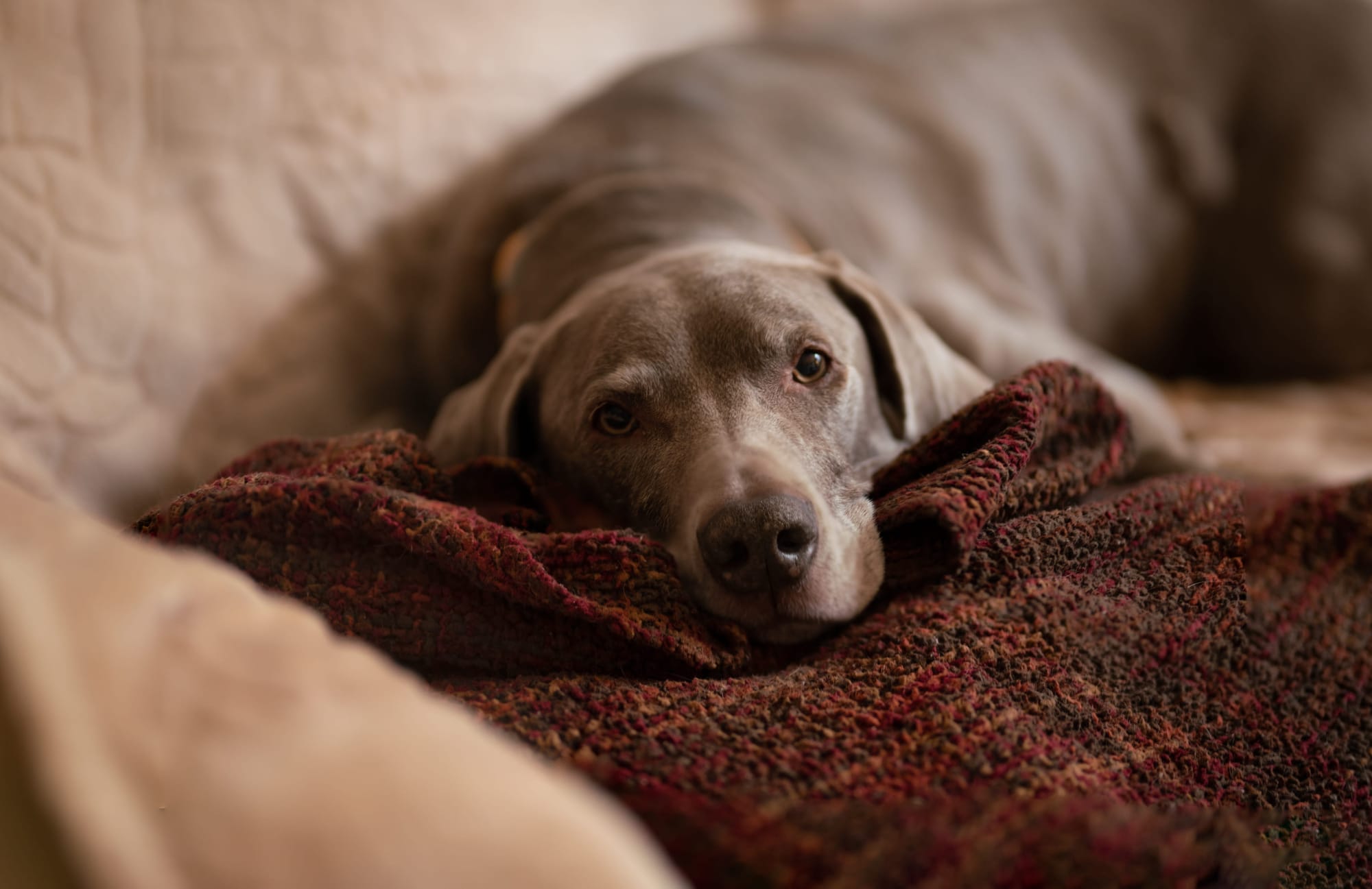 Gray dog resting on a couch with their head on a blanket, looking subdued after a stressful experience.