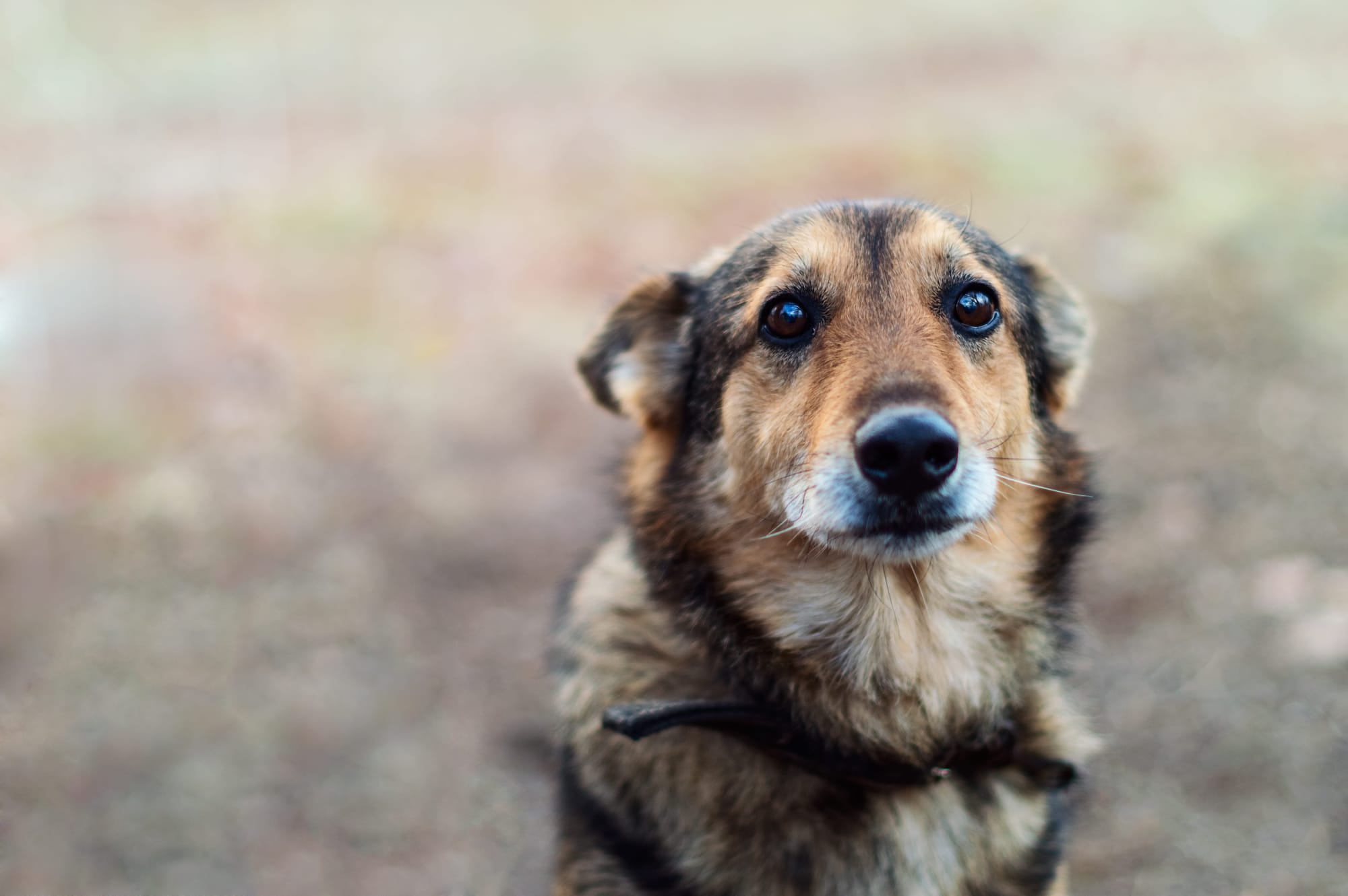Brown-and-black dog wearing a collar looking up attentively outdoors.