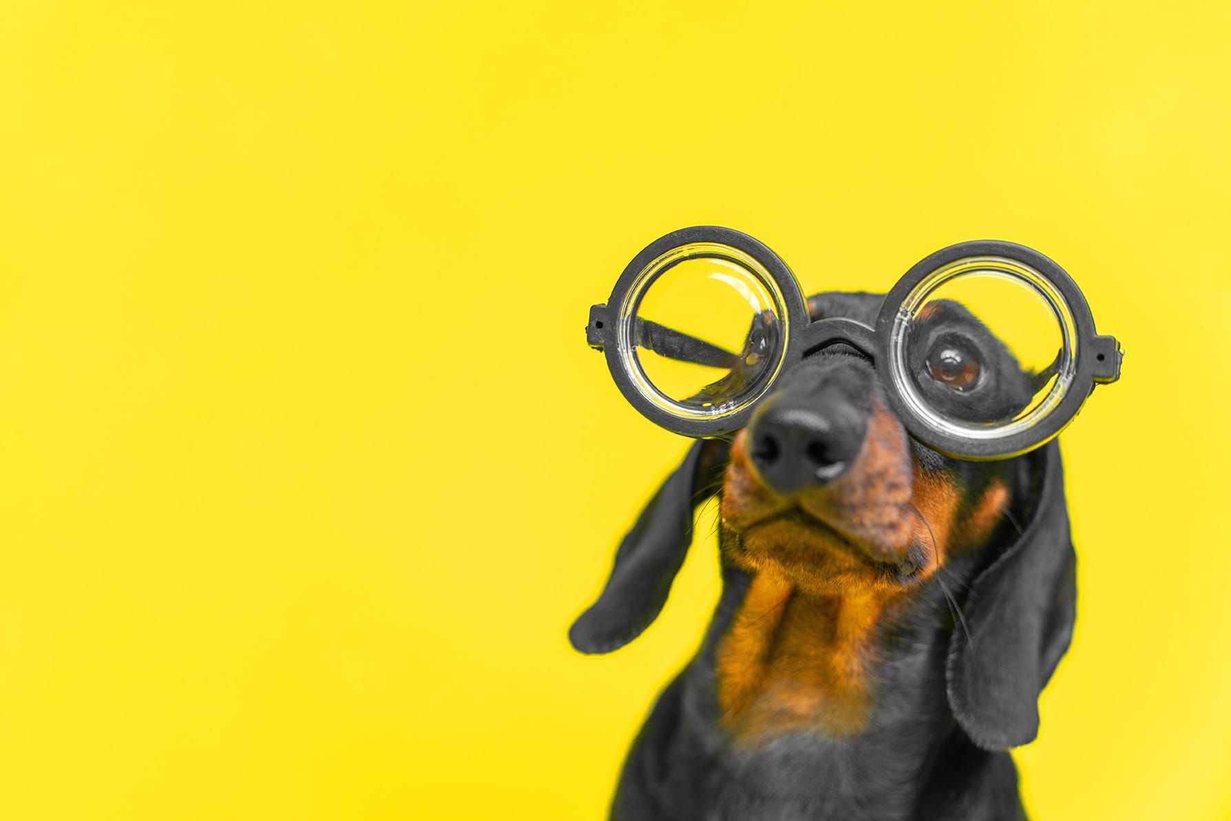 Dachshund in glasses on yellow background for an article explaining what a dog behavior consultant does and how it differs from dog training.