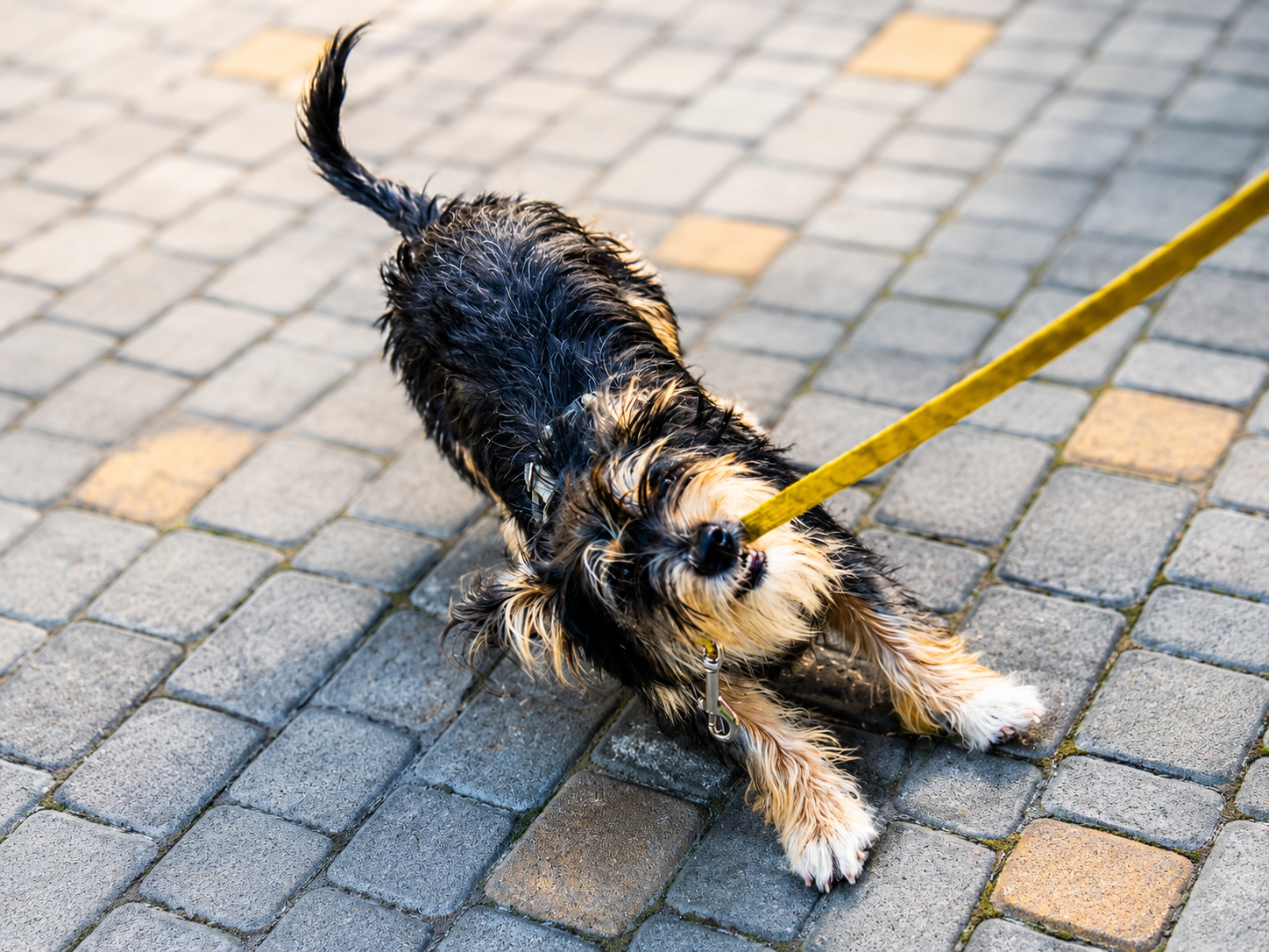Small dog pulling on a yellow leash during a walk on a paved sidewalk.