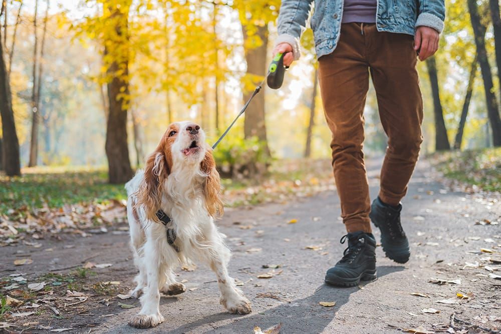 A spaniel-type dog barking while walking on leash with a person on a wooded path.