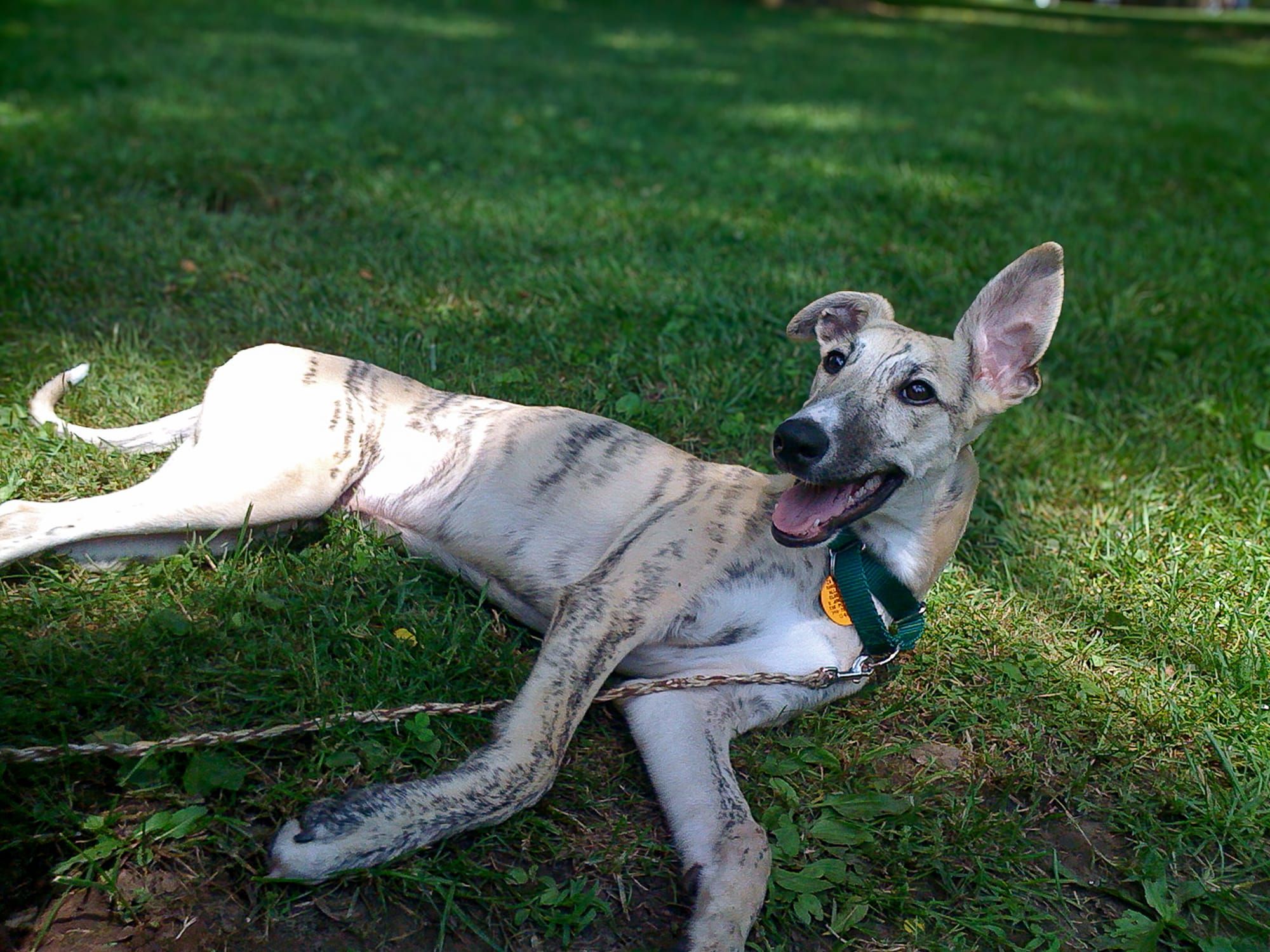 Expanding Your Career to Dog Behavior Consulting
