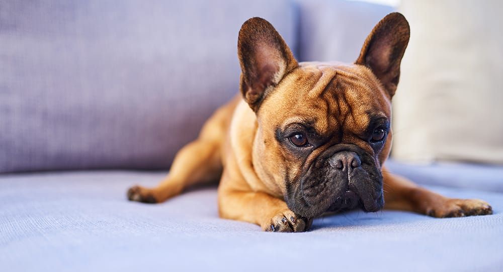 When professional trainers face a behavioral puzzle: What to do