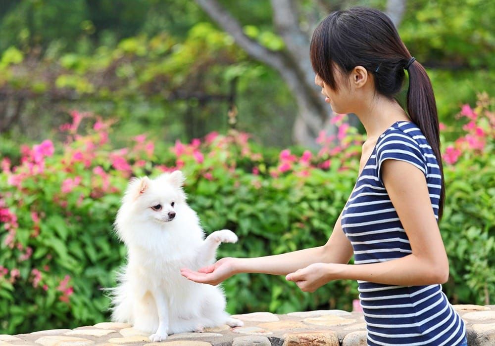 Preparing for a career as a professional dog trainer