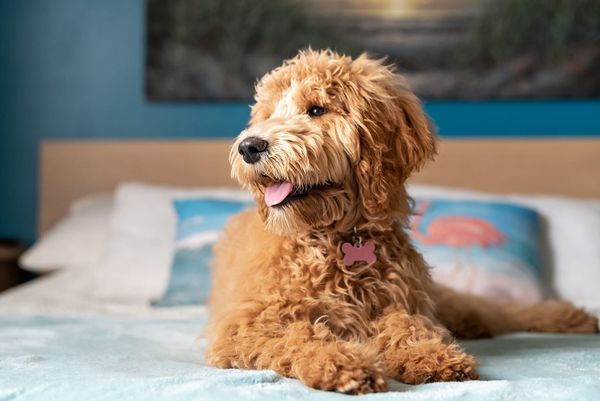 Goldendoodle lying on a bed indoors, looking alert and relaxed in a home setting.
