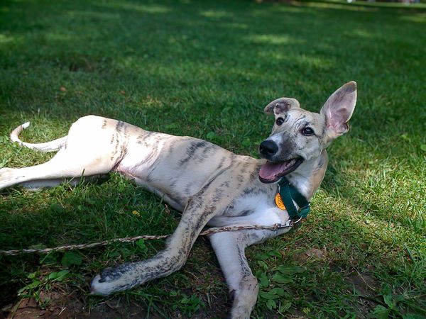 Expanding Your Career to Dog Behavior Consulting: September 2026