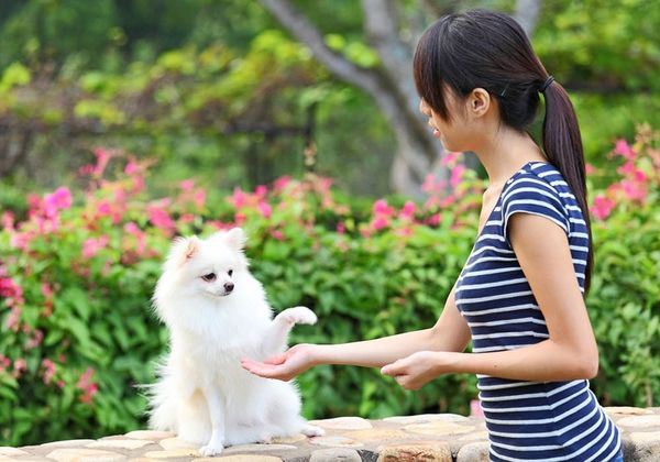 Preparing for a career as a professional dog trainer