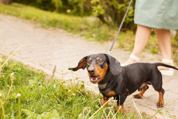 Black-and-tan dachshund barking while on leash during an outdoor walk.