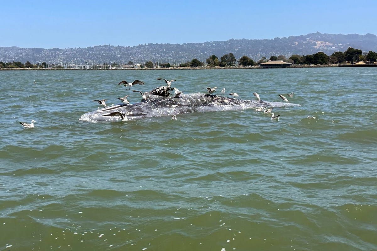 Dead whale in Berkeley waters: Boaters warned to steer clear