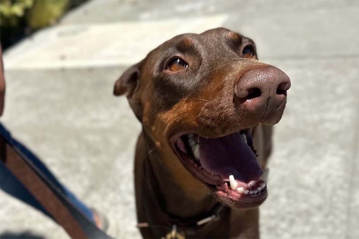 Berkeley Animal Shelter reopens Saturday, weeks after arson fire
