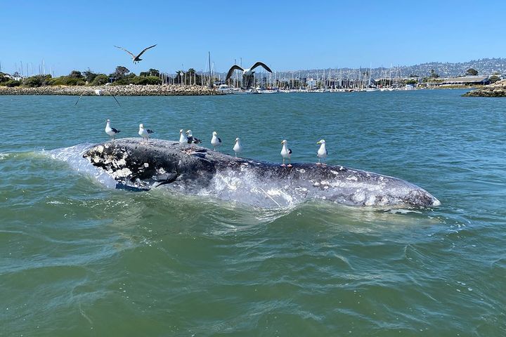5 gray whales found dead in the Bay Area in just a week