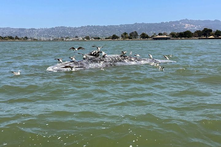 Dead whale in Berkeley waters: Boaters warned to steer clear