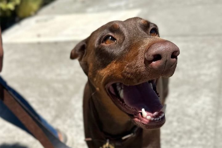 Berkeley Animal Shelter reopens Saturday, weeks after arson fire