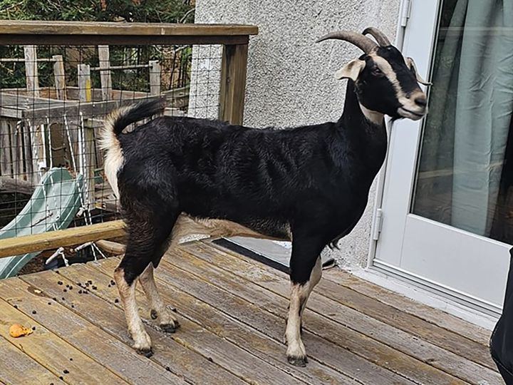 Berkeley goat has been found. But where is her owner?
