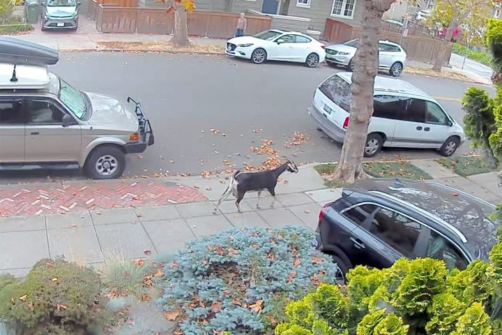 Runaway goat gives Berkeley police the slip