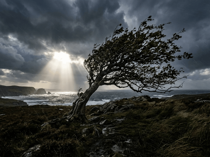 Tree bent by strong coastal winds near rocky shore under dark clouds with sun rays