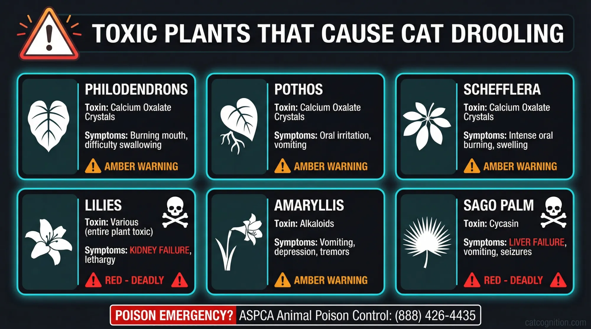 Six common houseplants toxic to cats: philodendrons, pothos, schefflera, lilies, amaryllis, and sago palm