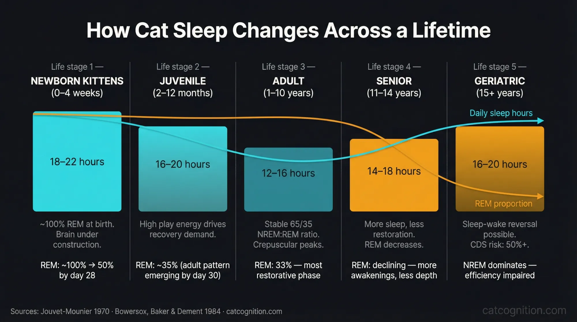 Horizontal timeline infographic comparing sleep duration and REM quality across five feline life stages from newborn kittens (18–22 hours, near-100% REM) through juvenile, adult, and senior stages to geriatric cats (16–20 hours, impaired REM). Dual trend lines show total sleep hours and REM proportion over a lifetime, illustrating that senior cats sleep more total hours but with significantly less restorative REM sleep. Based on Jouvet-Mounier (1970) and Bowersox, Baker & Dement (1984).