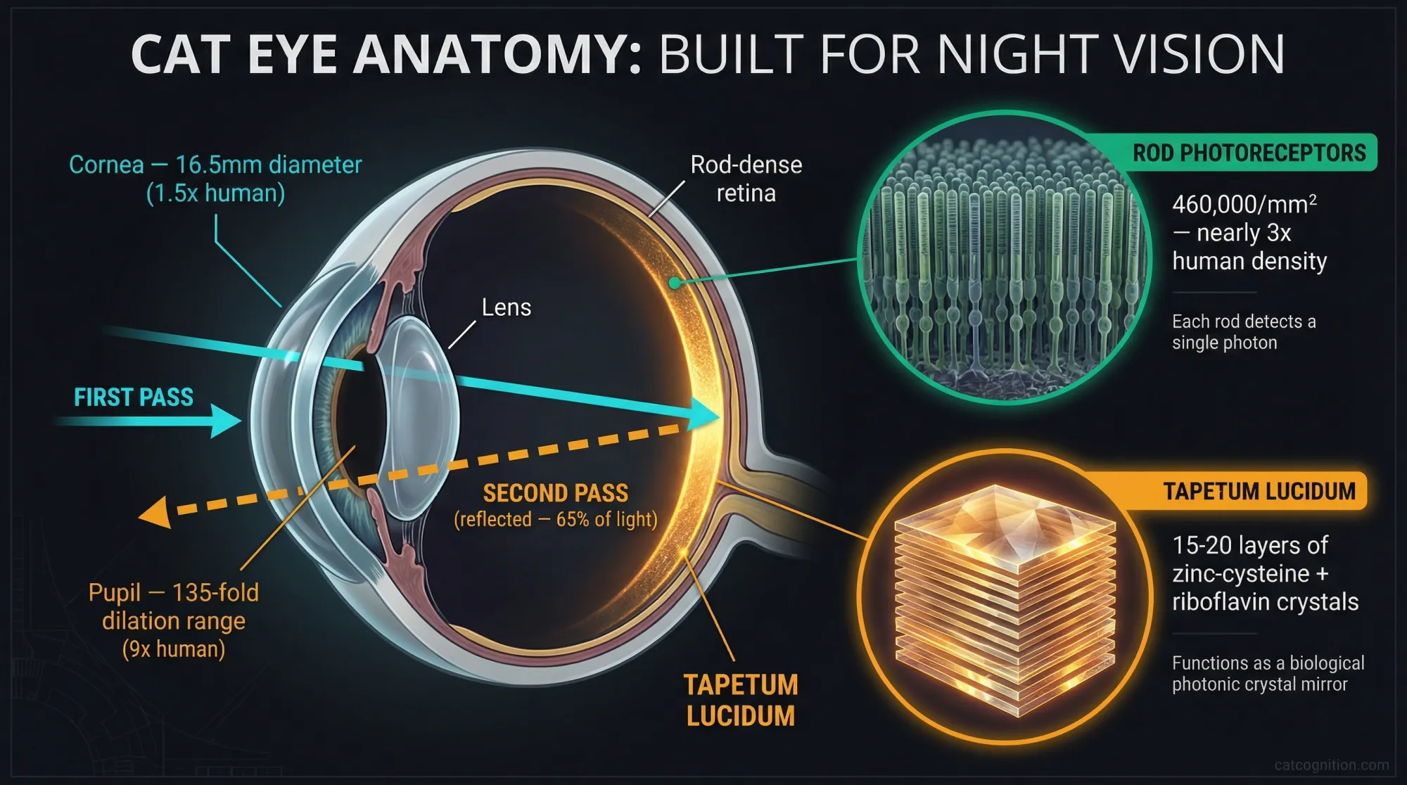 An anatomical cross-section diagram of a cat's eye showing the three key night vision adaptations: a 16.5mm cornea with 135-fold pupil dilation range, rod photoreceptors packed at 460,000 per square millimeter, and a tapetum lucidum of 15-20 zinc-cysteine crystal layers that reflects 65% of light back through the retina for a second detection pass.