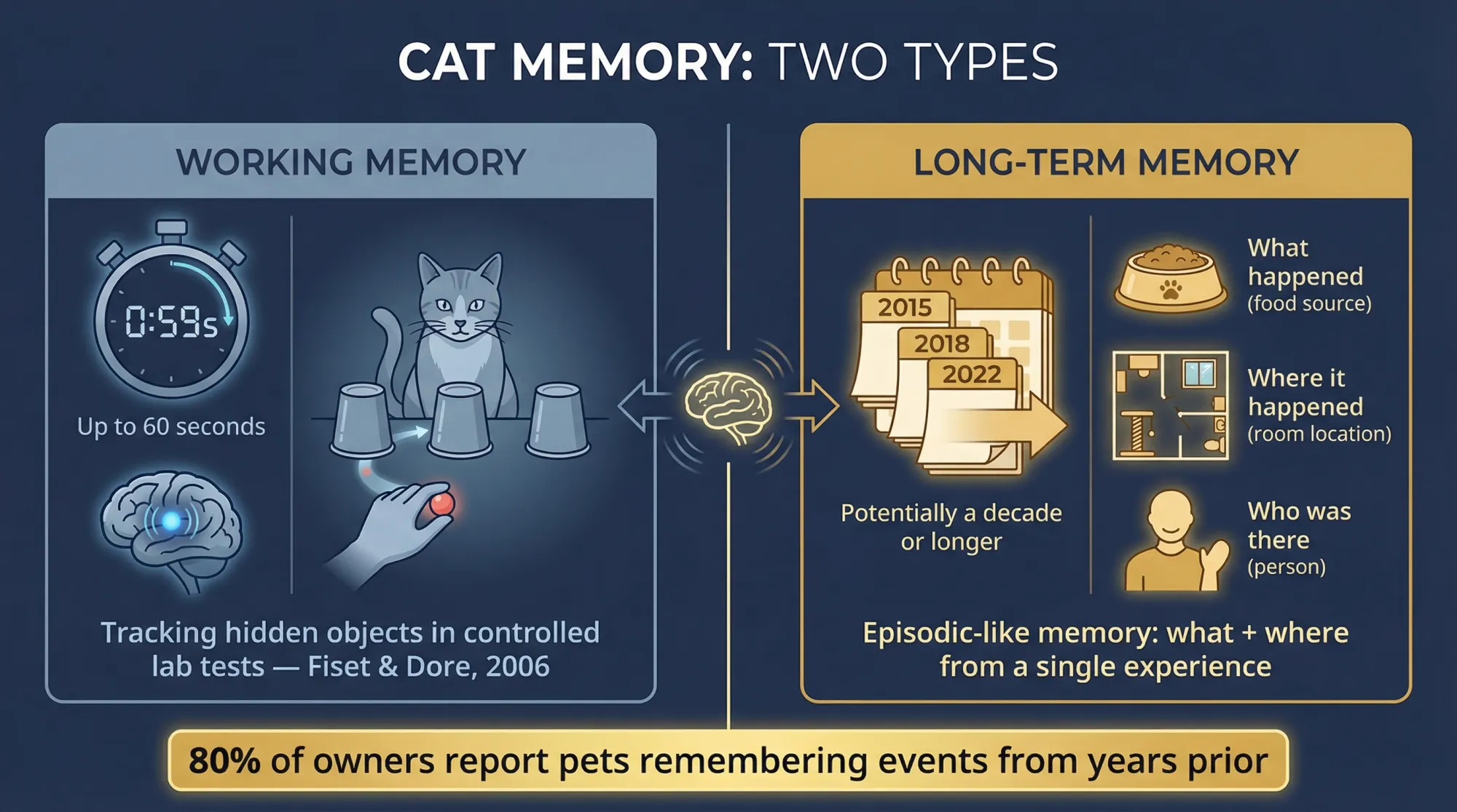 Split comparison infographic showing cat working memory (up to 60 seconds) versus long-term memory (potentially a decade or longer) with key research findings