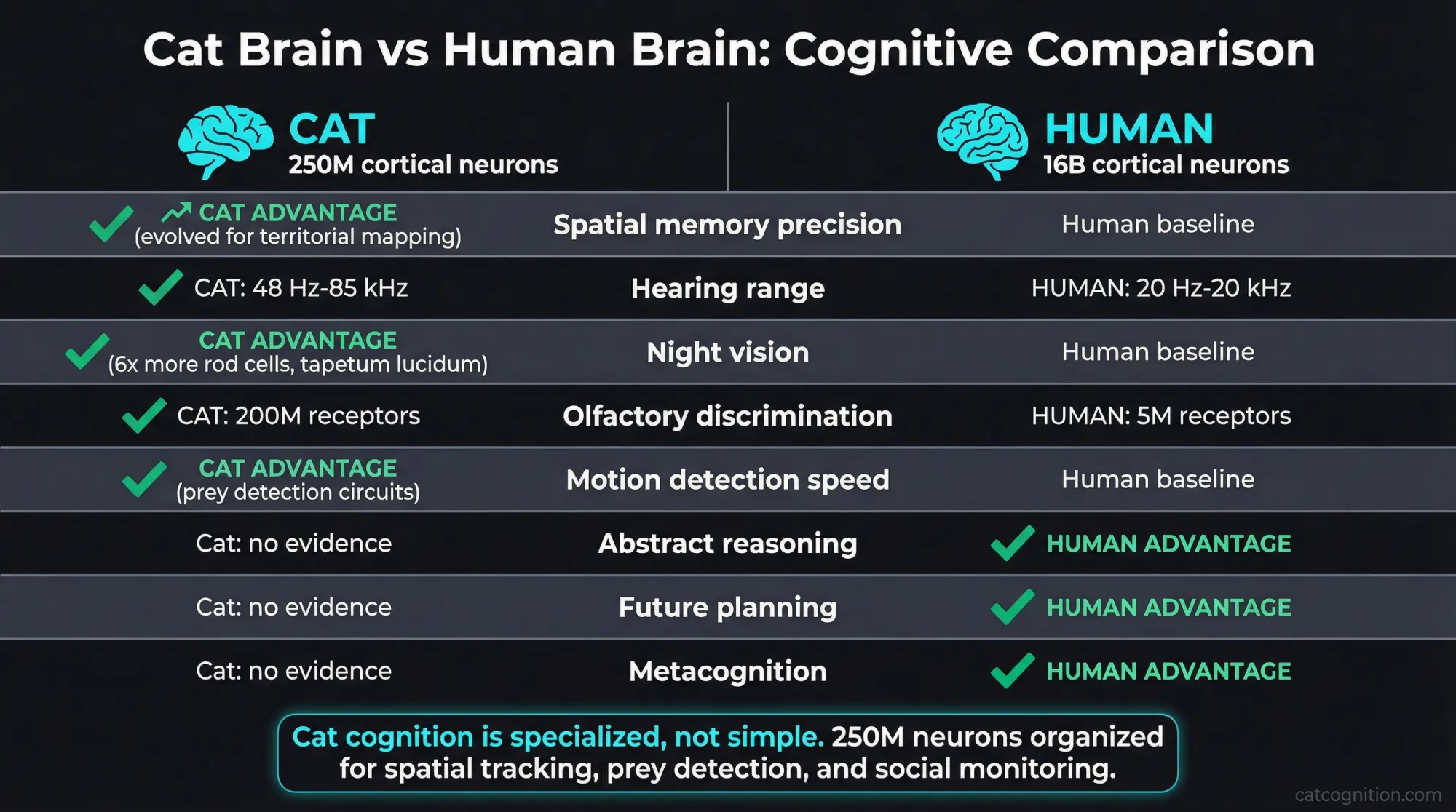 Cat brain versus human brain cognitive comparison chart