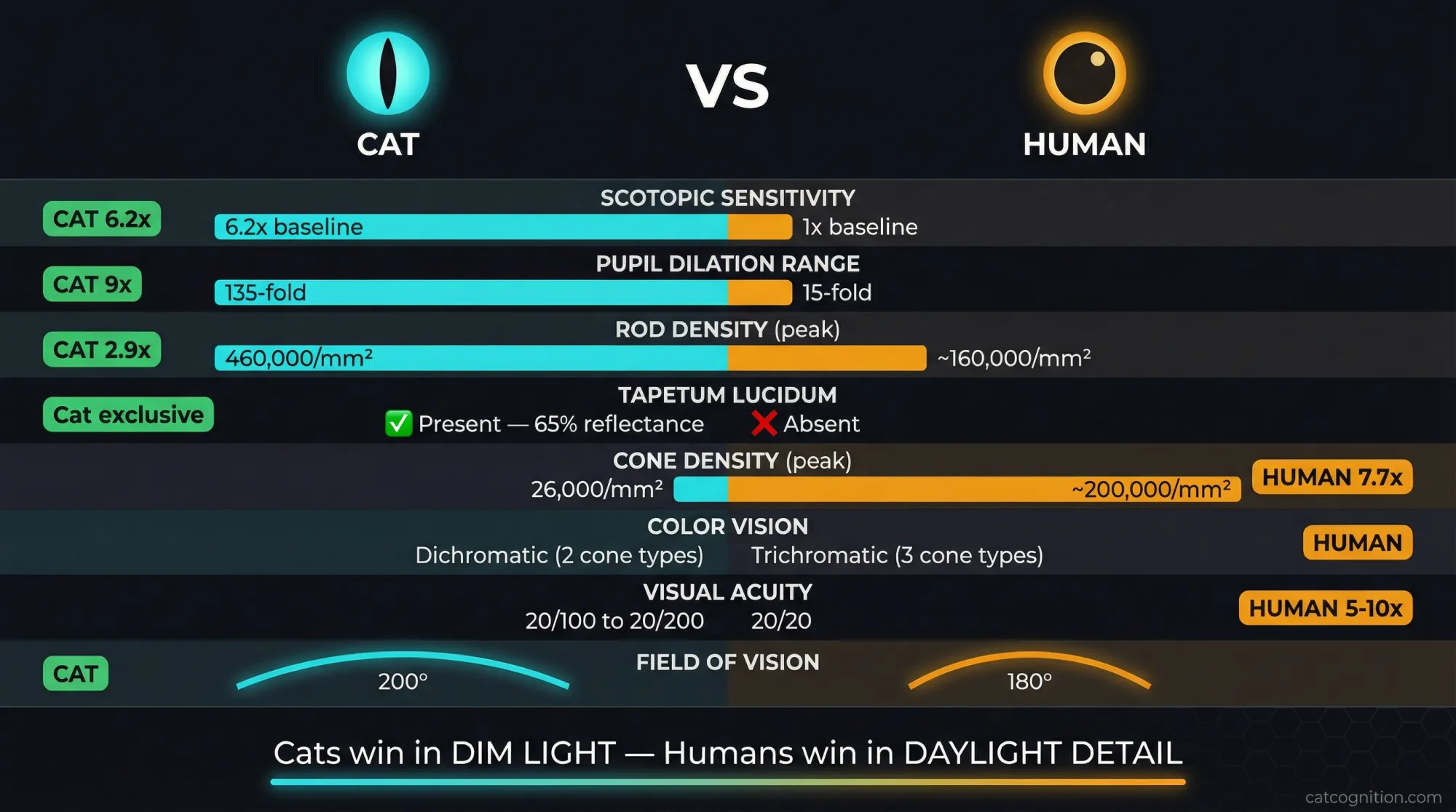 A side-by-side comparison chart of eight visual system features between cats and humans, showing cats have 6.2x scotopic sensitivity, 135-fold pupil dilation, 460,000 rods per square millimeter, and a tapetum lucidum, while humans have 7.7x cone density, trichromatic color vision, and 20/20 acuity compared to the cat's 20/100-20/200.