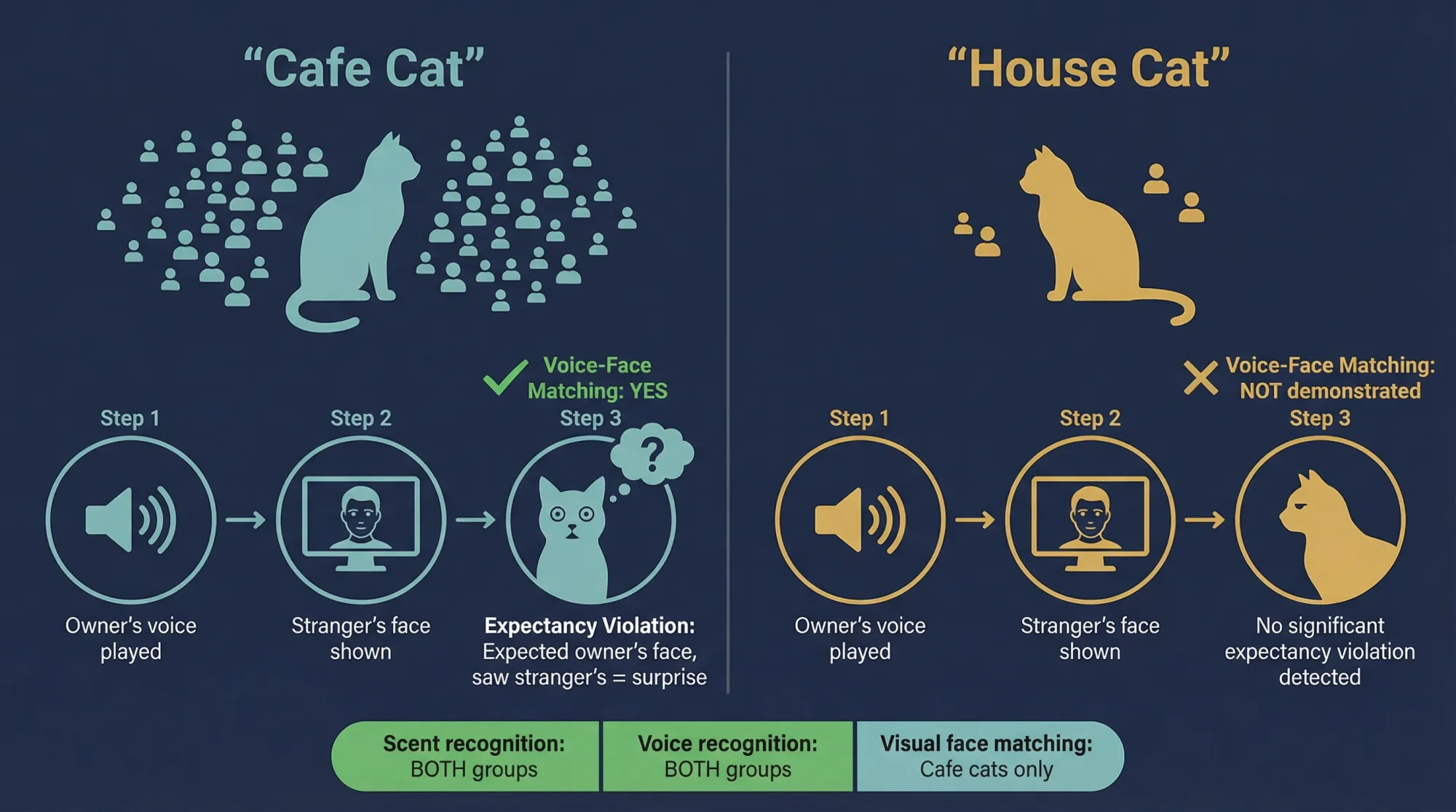 Side-by-side comparison showing how cafe cats with high human exposure develop voice-face matching ability while house cats do not