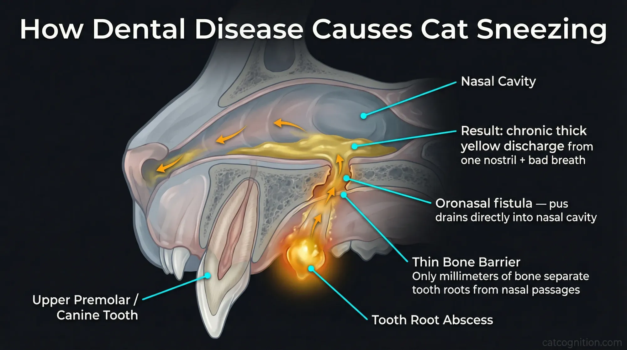 An anatomical cross-section illustration of a cat's upper jaw showing the mechanism by which dental disease causes sneezing. The diagram depicts an upper premolar or canine tooth with a root abscess at the apex. The infection breaches through the thin bone barrier separating the tooth root from the nasal cavity, creating an oronasal fistula that allows pus to drain directly into the nasal passage, producing chronic thick yellow discharge from one nostril accompanied by bad breath.