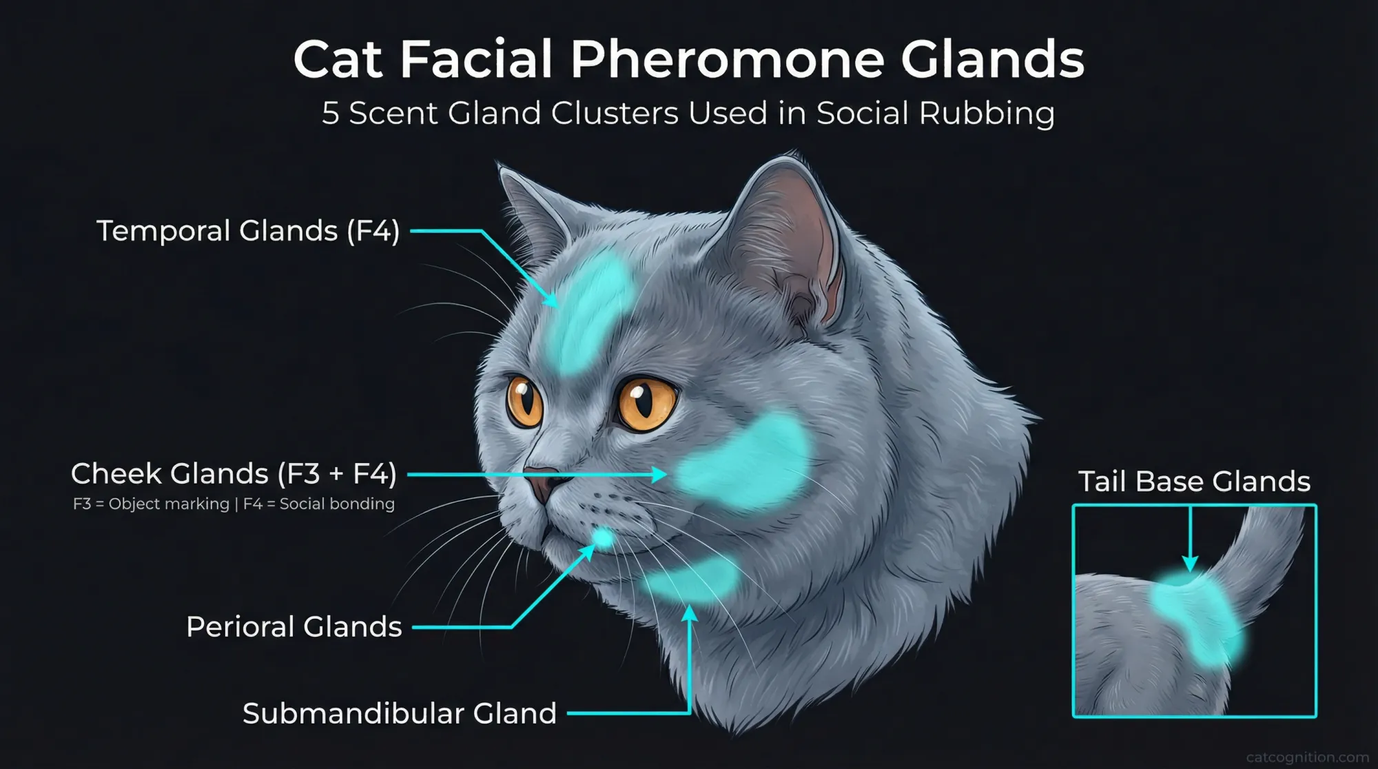 Anatomical diagram of a cat's head in side profile showing the locations of 5 scent gland clusters: temporal glands (forehead), cheek glands (jaw), perioral glands (lip corners), submandibular gland (chin), and tail base glands. Labels indicate which glands deposit F3 (object marking) versus F4 (social bonding) pheromone fractions.