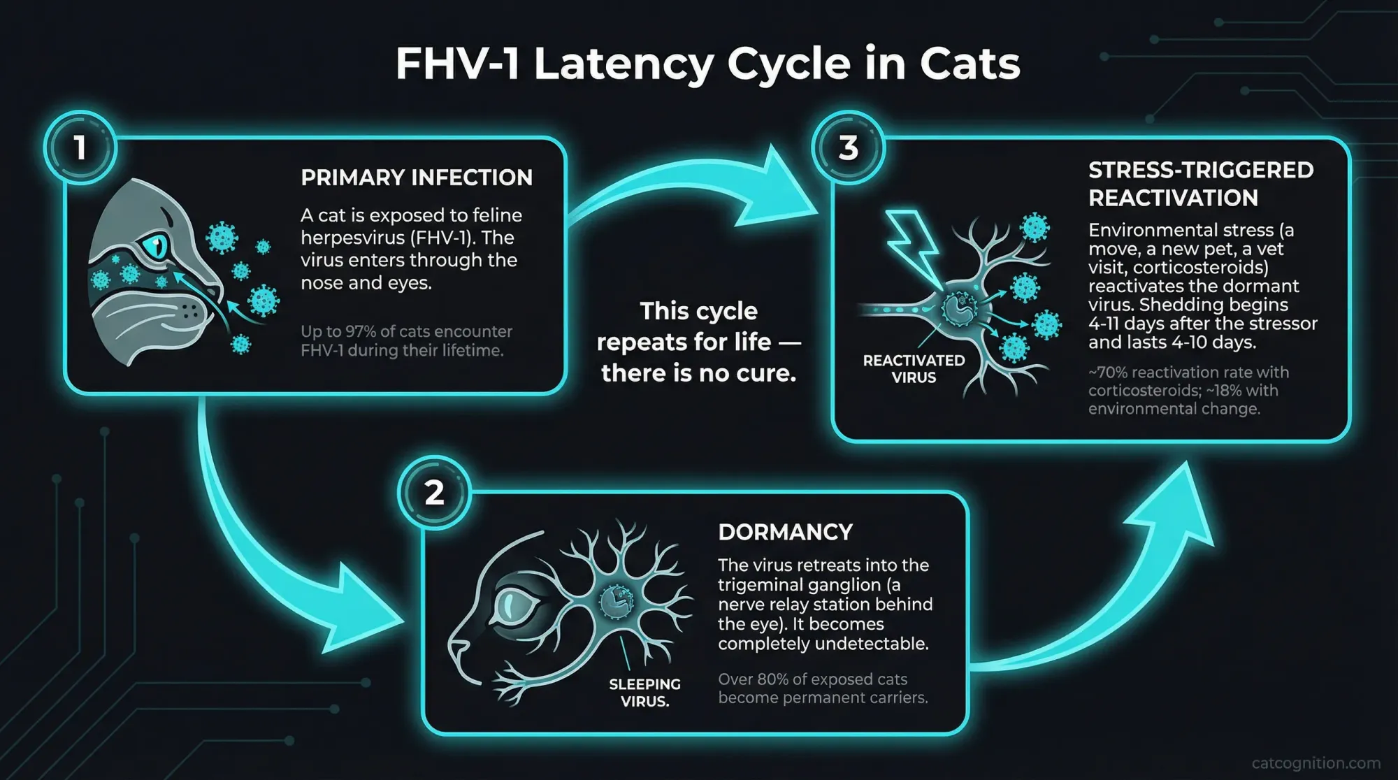 A cycle diagram showing the three phases of feline herpesvirus type 1 (FHV-1) in cats. Phase 1 is primary infection, where up to 97% of cats encounter the virus. Phase 2 is dormancy in the trigeminal ganglion, with over 80% of exposed cats becoming permanent carriers. Phase 3 is stress-triggered reactivation, where environmental stressors cause viral shedding 4 to 11 days later. The cycle between dormancy and reactivation repeats indefinitely.